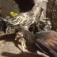 ۶ عدد جوجه خروس صابونی|حیوانات مزرعه|زابل, |دیوار