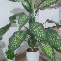 فروش گل طبیعی دیفن