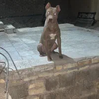 سگ پیتبول|سگ|آباده, |دیوار