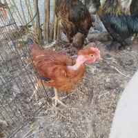 مرغ و خروس|حیوانات مزرعه|شیراز, دارالرحمه|دیوار