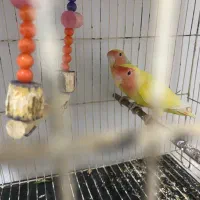 کوتوله|پرنده|زابل, |دیوار