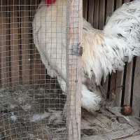 خروس زینتی امپراطور