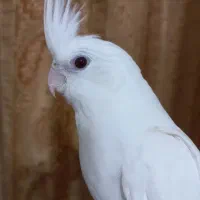البینو سرحال