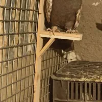 طوقی جفت وسبز جفت|پرنده|چناران, |دیوار