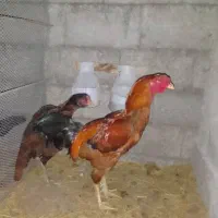 خروس ومرغ لاری خوشتیپ