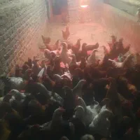 خروس رسمی محلی