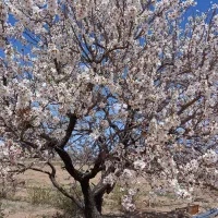 زمین باغی وزوان پشته دانشگاه پیام نور وزوان|فروش زمین و ملک کلنگی|میمه, |دیوار