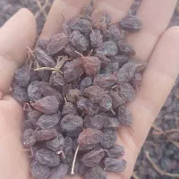 کشمش به صورت عمده