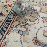 مرغ عشق نر