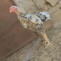 خروس جوان