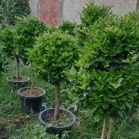 گل وگیاه اسکندری