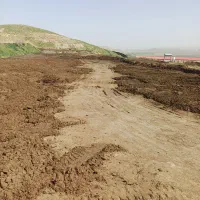 کود مرغی و گاوی
