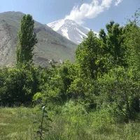 1200متر مربع باغ با سند تک برگ