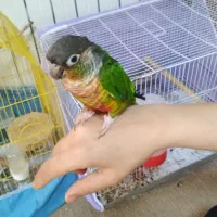 گرینچیک سخنگو کاملا رام ودستی رقاص ۸ماهه|پرنده|ساری, |دیوار