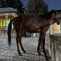 کره نریان ۲ ساله نژاد تربلد انگلیسی شناسنامه دار|اسب و تجهیزات اسب‌سواری|شهریار, کردزار|دیوار