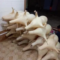 فروش و آموزش خصوصی نی انبان
