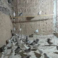 کبوتر پرشی|پرنده|سمنان, |دیوار