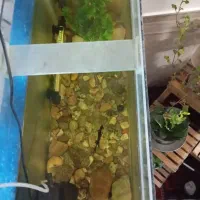 ماهی آکواریوم|ماهی|مشهد, کشاورز|دیوار