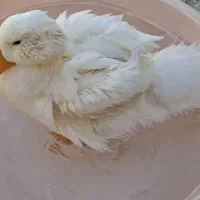 اردک ۸۰ روزه ۲ میلیون ۵۰۰