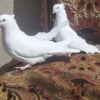سفید اراکی اصیل|پرنده|شیراز, عادل آباد|دیوار