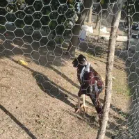 خروس لاری زیبا 7 ماهه