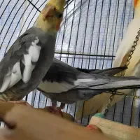 عروس هلندی سیامون