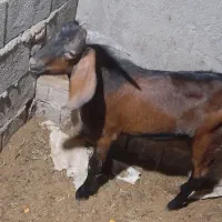 خریدوفروشبزغالهپاکستانی.