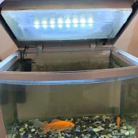 آکواریوم شیشه خم|ماهی|بیرجند, |دیوار