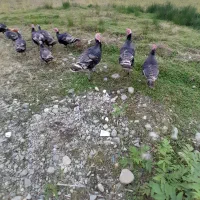 بوقلمون نر|حیوانات مزرعه|احمدسرگوراب, |دیوار