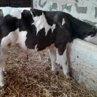 گوساله سمینتال نر