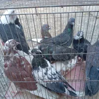 فروش کبوتر