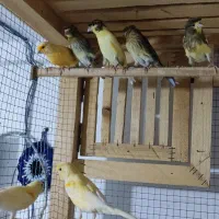 قناری|پرنده|چهاردانگه (تهران), |دیوار