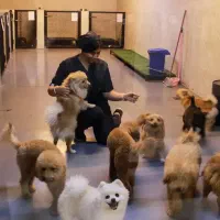 پانسیون نگهداری سگ و گربه VIP