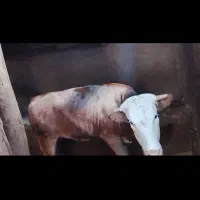 سه راس گاو نر و ماده