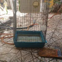 قفس پرنده بزرگ