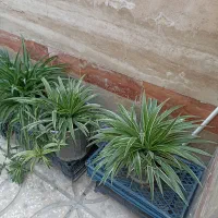 گل طبیعی باگلدان