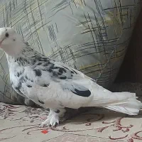 کبوتر