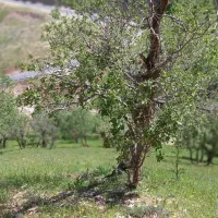 فروش زمین کشاورزی دیم