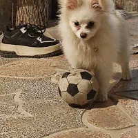 سگ پامرین اصیل|سگ|محمدشهر, محمدشهر|دیوار