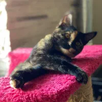 واگذاری گربه ۴ماهه|گربه|رشت, سعدی (تختی)|دیوار