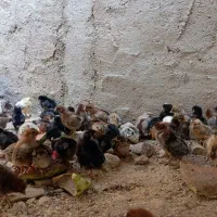 انواع جوجه مرغ