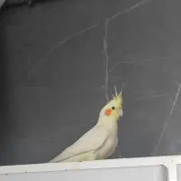 فروشنده|پرنده|اصفهان, خوراسگان|دیوار