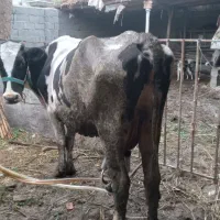 خان به بین روستای ارازگل