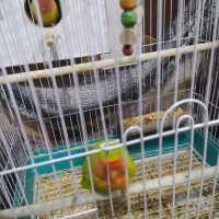 طوطی برزیلی