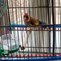 سیره|پرنده|بروجرد, |دیوار