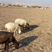 میش با بره جوان.گوسفند.بز|حیوانات مزرعه|کرج, کمال‌شهر|دیوار