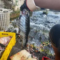 سفارش ماهی قزل الا پاک نکرده برای فردا