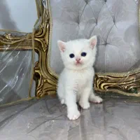 گربه اسکاتیش بریتیش سفید