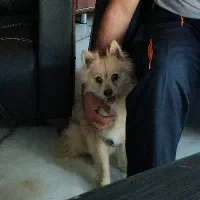 پامر روباهی ماده