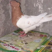 نروماده کله زرد